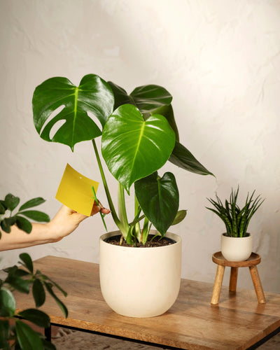 Eine Hand steckt eine Gelbtafel in die Erde einer Monstera im Topf auf einem Holztisch und hilft so, Trauermücken und andere Schädlinge zu reduzieren. In der Nähe steht eine kleine stachelige Pflanze auf einem niedrigen Holzständer.