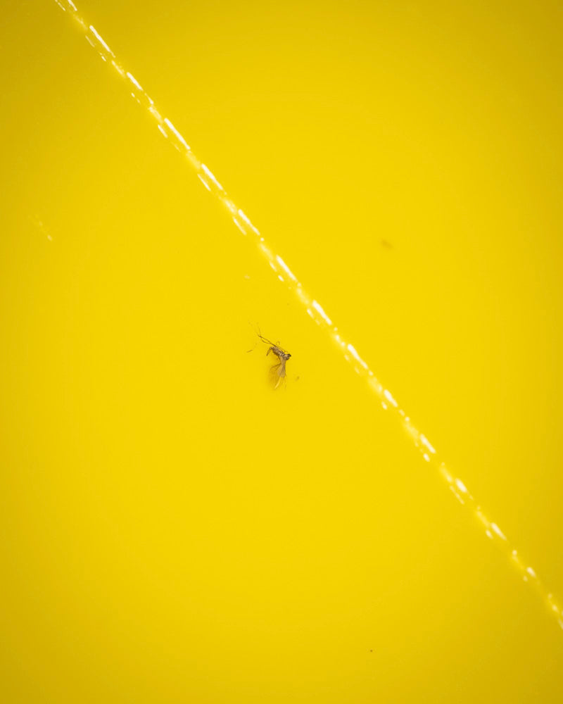 Ein kleines Insekt, wahrscheinlich eine Trauermücke, schwimmt auf einer leuchtend gelben Gelbtafeln-Flüssigkeit, während eine weiße diagonale Reflexion auf die Verwendung von Gelbtafeln zur Reduzierung von hindeutet.
