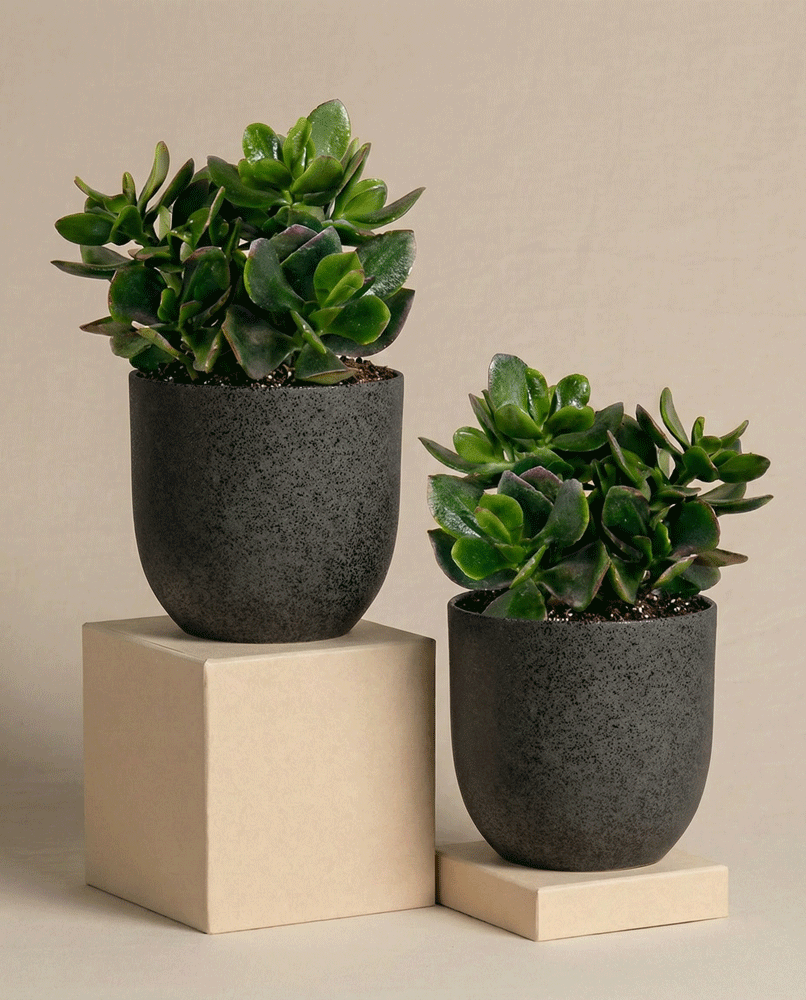 Das Geldbaum-Duo besteht aus zwei grünen Crassula ovata-Sukkulenten in dunkelgrauen Töpfen auf beigen, rechteckigen Sockeln, die vor einem neutralen Hintergrund für einen minimalistischen, modernen Look sorgen.