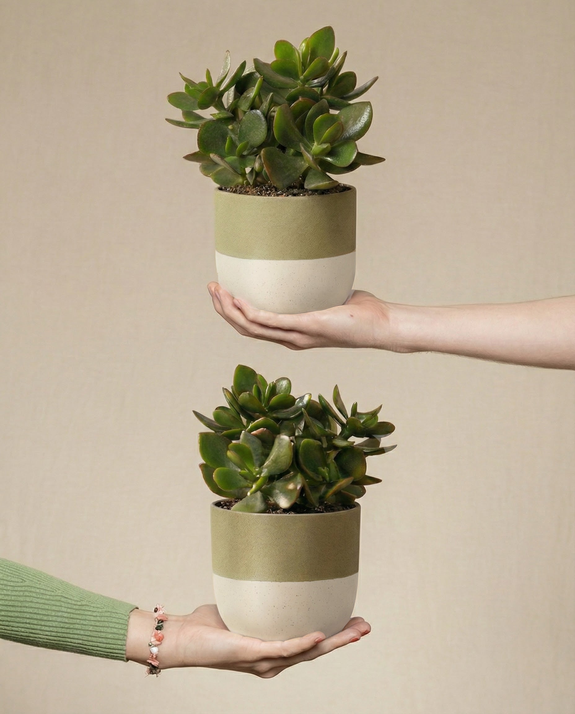 Zwei Hände halten das Geldbaum-Duo - zwei Crassula ovata-Sukkulenten in passenden grün-weißen Töpfen - übereinander gestapelt vor einem neutralen beigen Hintergrund.