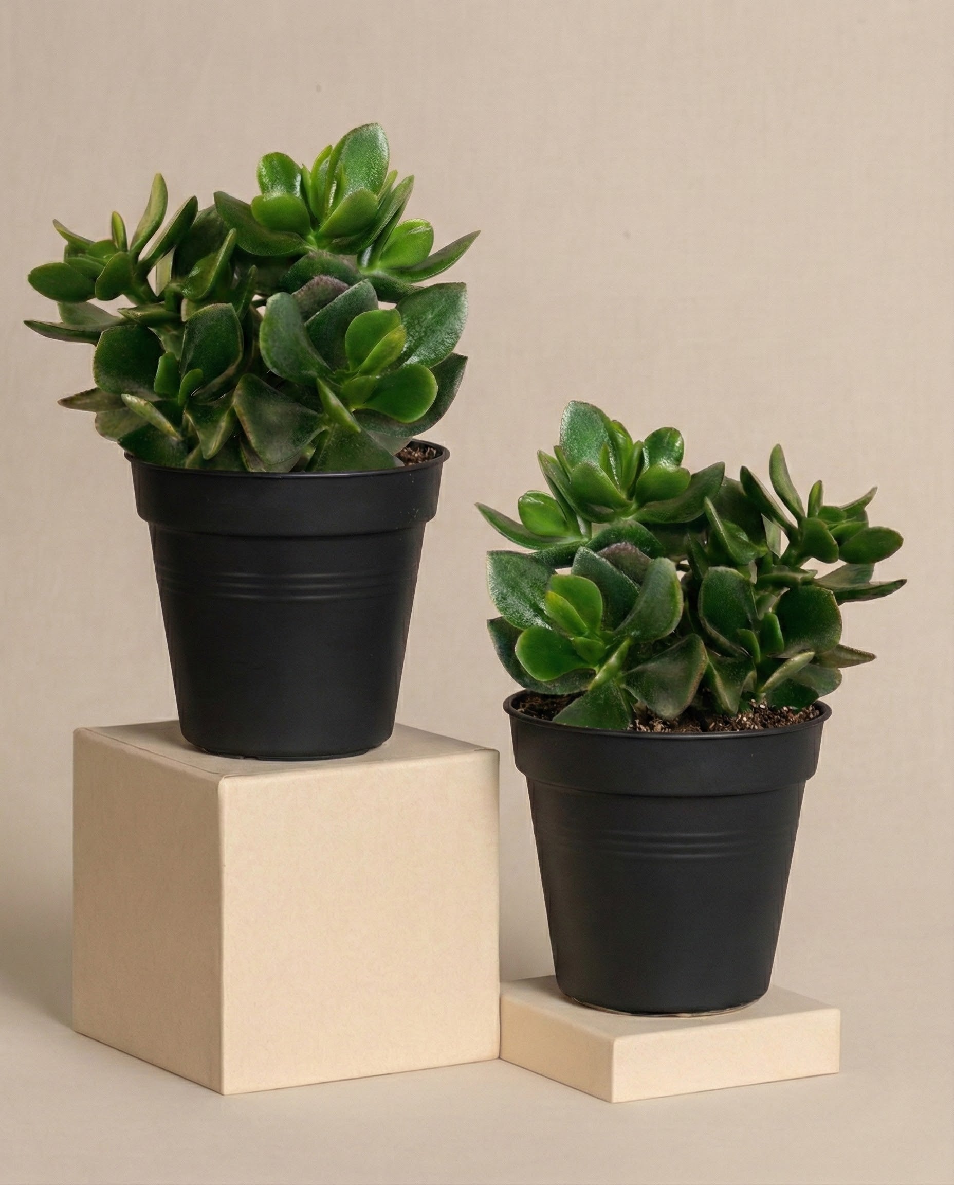 Das Geldbaum-Duo besteht aus zwei kleinen grünen Crassula ovata in schwarzen Töpfen, die jeweils auf einem beigen rechteckigen Sockel vor einem einfarbig beigen Hintergrund stehen.