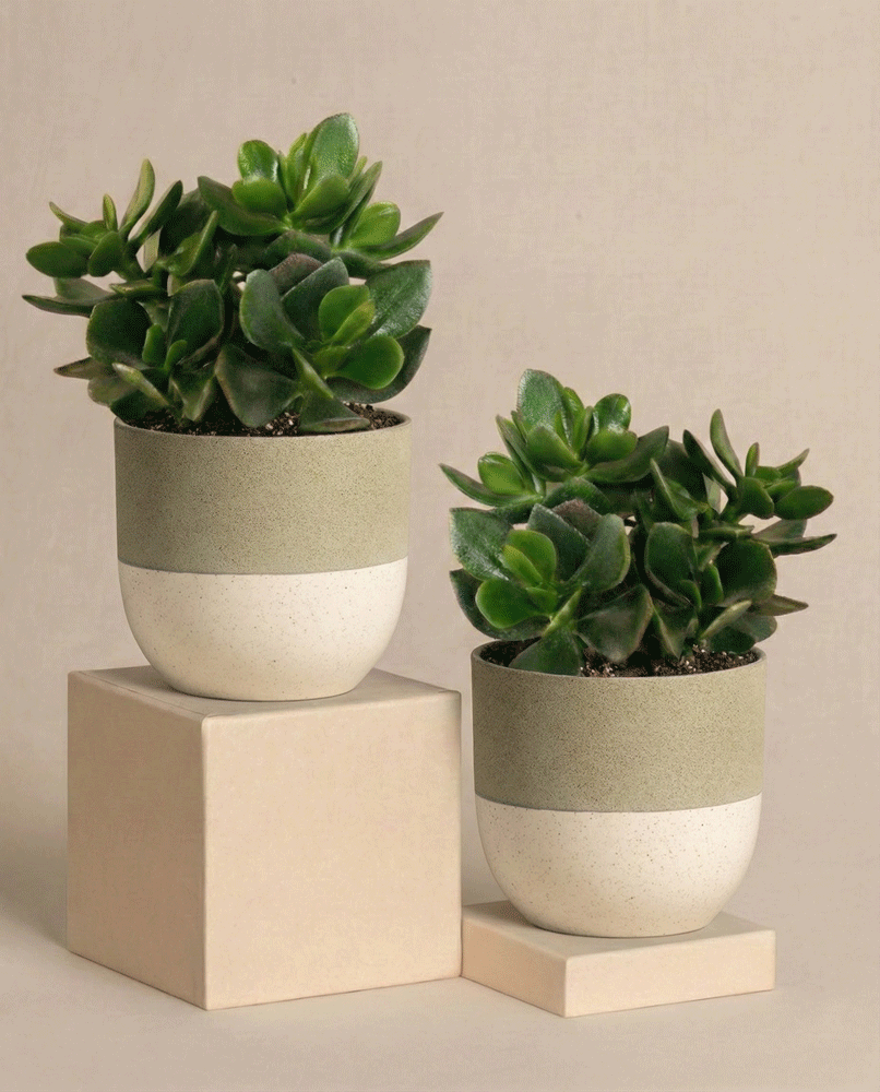 Das Geldbaum Duo besteht aus zwei getopften Sukkulenten, darunter eine Crassula ovata, in grünen und weißen Keramiktöpfen auf beigen Sockeln. Ihre dicken, fleischigen Blätter heben sich von einem neutralen Hintergrund ab.