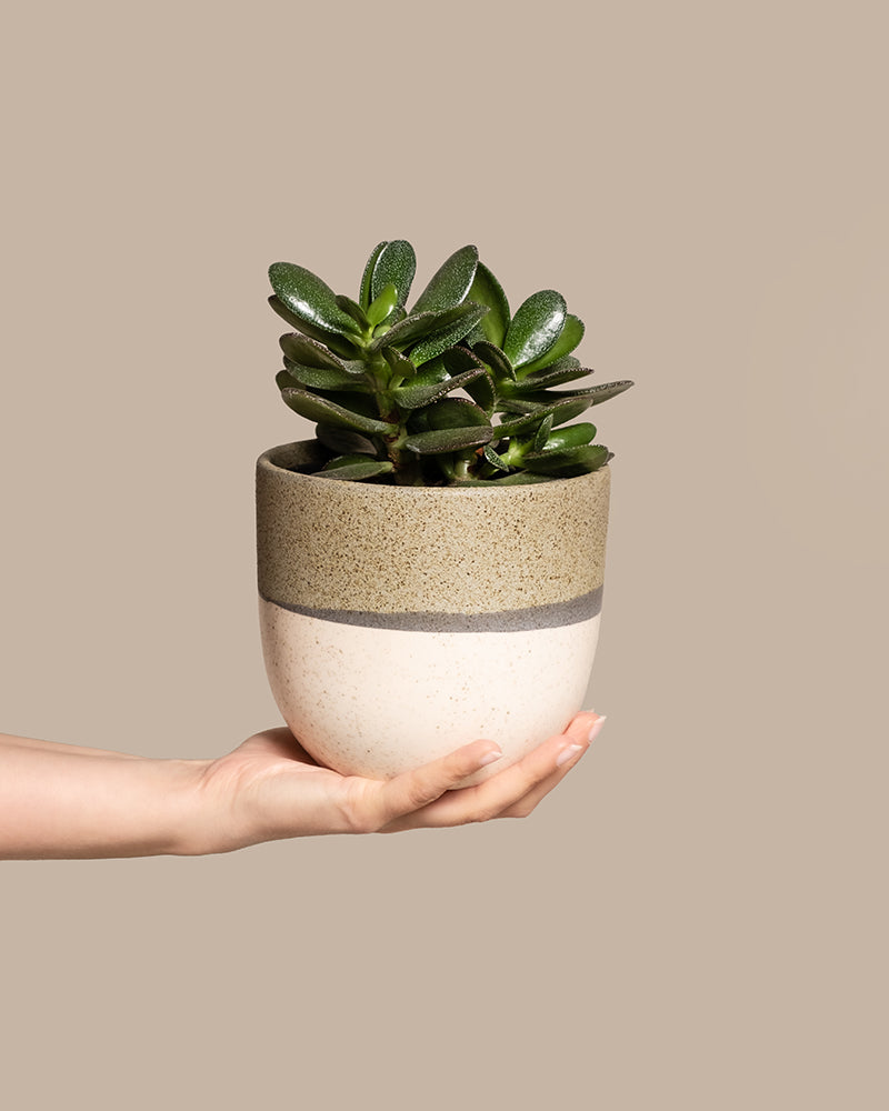 Eine Hand hält einen kleinen, runden Crassula ovata (Geldbaum) im Topf mit dicken, glänzend grünen Blättern. Der Topf ist beige mit einem strukturierten braunen Band am oberen Rand, das an einen klassischen Glücksbaum erinnert. Ein hellbrauner Hintergrund rundet die Szene ab.