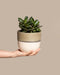 Eine Hand hält einen kleinen, runden Crassula ovata (Geldbaum) im Topf mit dicken, glänzend grünen Blättern. Der Topf ist beige mit einem strukturierten braunen Band am oberen Rand, das an einen klassischen Glücksbaum erinnert. Ein hellbrauner Hintergrund rundet die Szene ab.