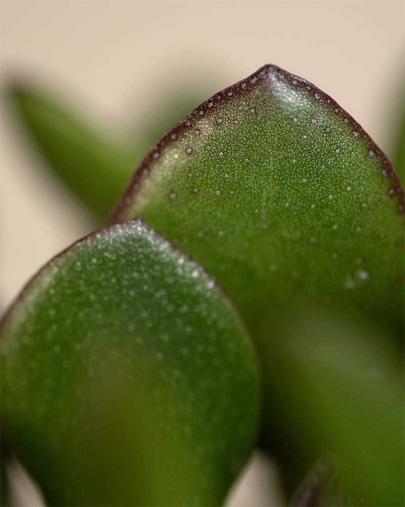 Ein farbenfroher Geldbaum (Crassula ovata), früher auch Glücksbaum genannt, zeigt grüne, fleischige Blätter mit dunkelvioletten Rändern und einer strukturierten Oberfläche vor einem unscharfen Hintergrund, der die komplizierten Blattdetails hervorhebt.