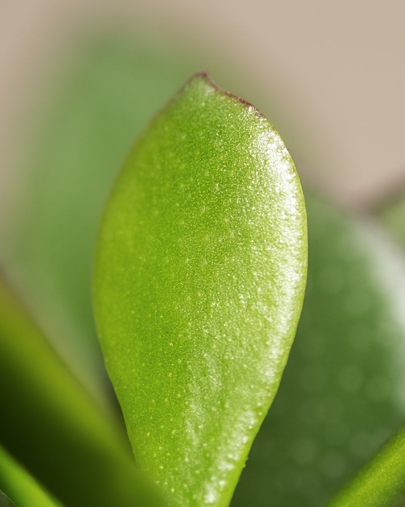 Detailaunahme vom Geldbaum Blatt