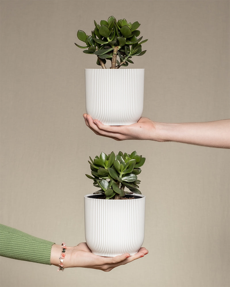 Zwei Geldbaum-Pflanzen in einem weissen Kunststofftopf gehalten von zwei Händen