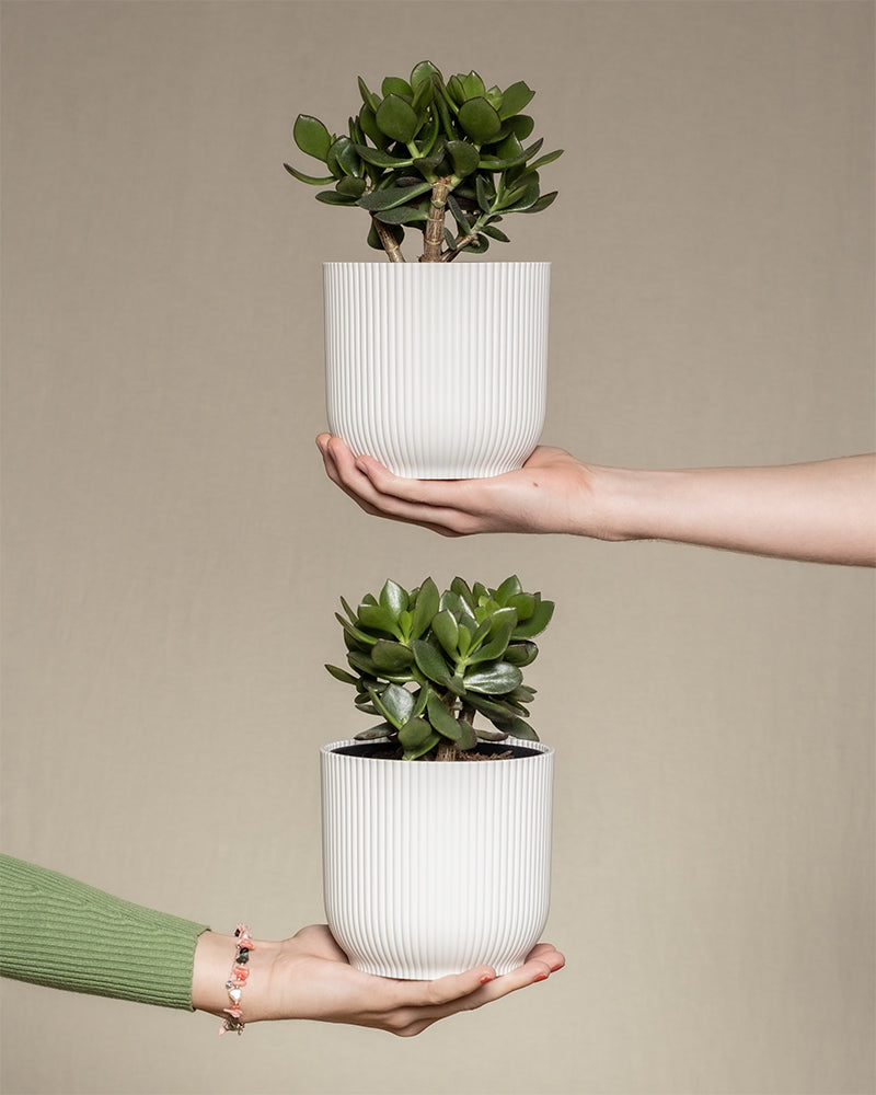 Zwei Hände halten weiße gerippte Töpfe mit Geldbaum Duo (Crassula ovata). Eine Hand, die einen grünen Pullover und ein buntes Armband trägt, hält den unteren Topf. Eine andere Hand, nackt, hält den oberen Topf. Der Hintergrund ist in einem schlichten, hellbeigen Farbton gehalten.