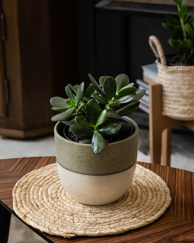 Ein kleiner Geldbaum im Topf, auch Crassula ovata genannt, mit dicken dunkelgrünen Blättern steht auf einer runden geflochtenen Matte auf einem Holztisch. Der Keramiktopf weist beige und hellgrüne Farbtöne auf. Im Hintergrund ist auf einem Holzständer ein Weidenkorb zu sehen.