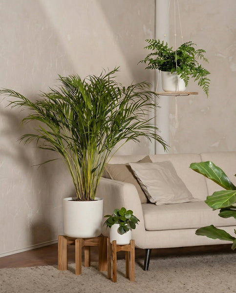 Tierfreundliches Pflanzen-Set