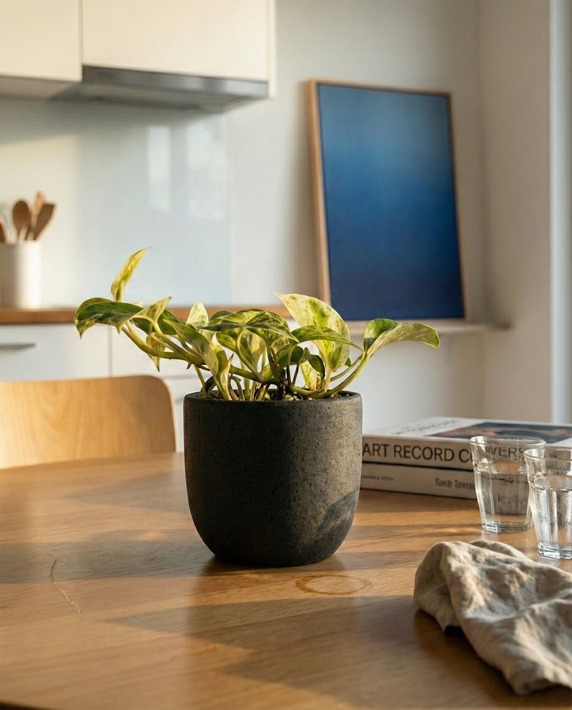 Eine kleine getopfte Efeutute 'Marble Queen' - feey, bekannt als pflegeleicht, sitzt auf einem sonnenbeschienenen Holztisch neben zwei Gläsern, dem Buch 