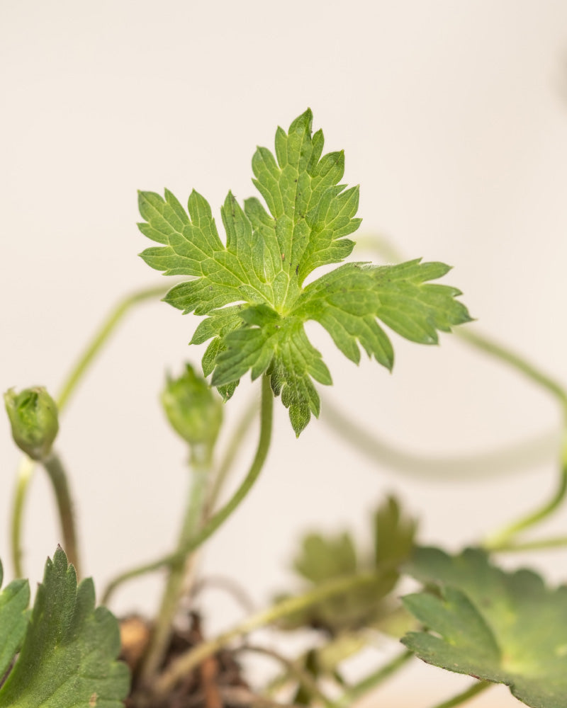 Nahaufnahme einer Violettes Geranium Trio-Pflanze mit gezackten Blättern und mehreren kleinen, ungeöffneten Knospen an schlanken Stielen. Der Hintergrund ist unscharf und hebt das Laub der Pflanze hervor.