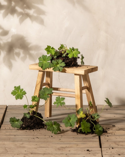 Ein kleiner Holzhocker, über und um ihn herum wächst ein Trio violetter Geranien, auf einem Holzboden vor einem neutralen Hintergrund. Um die Pflanzen herum sind Erdklumpen zu sehen. 