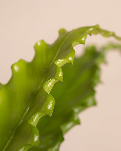 Detailaufnahme vom Blatt des Geweltten Nestfarns