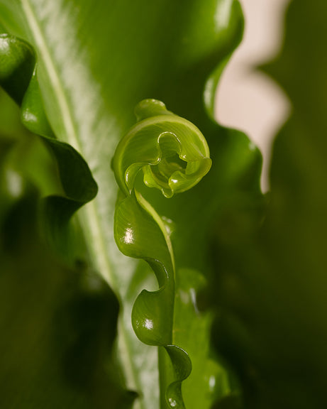 Detailaufnahme vom Blatt des Geweltten Nestfarns