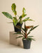 Zackiges Philodendron-Duo