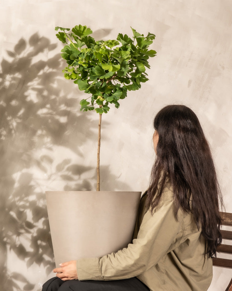 Das Bild zeigt eine Frau mit langen dunklen Haaren, die auf einer Bank sitzt und eine große Ginkgopflanze in einem Topf hält. Die Pflanze hat einen hohen, dünnen Stamm mit einem dichten Büschel grüner Blätter an der Spitze. Der Hintergrund ist eine strukturierte, helle Wand, auf die die pflegeleichte Pflanze einen Schatten wirft.