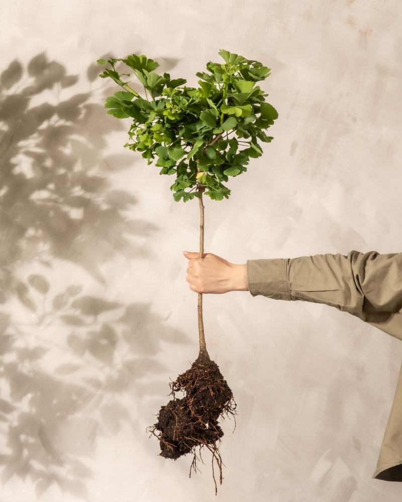 Die teilweise sichtbare Hand einer Person hält einen kleinen Ginkgobaum mit grünen Blättern und freiliegenden Wurzeln vor einer beigefarbenen Wand. Der lange, schlanke Stamm wirft einen Schatten und die Person trägt ein grünes Langarmshirt. Diese pflegeleichte Pflanze verleiht jedem Raum einen Hauch von Natur.