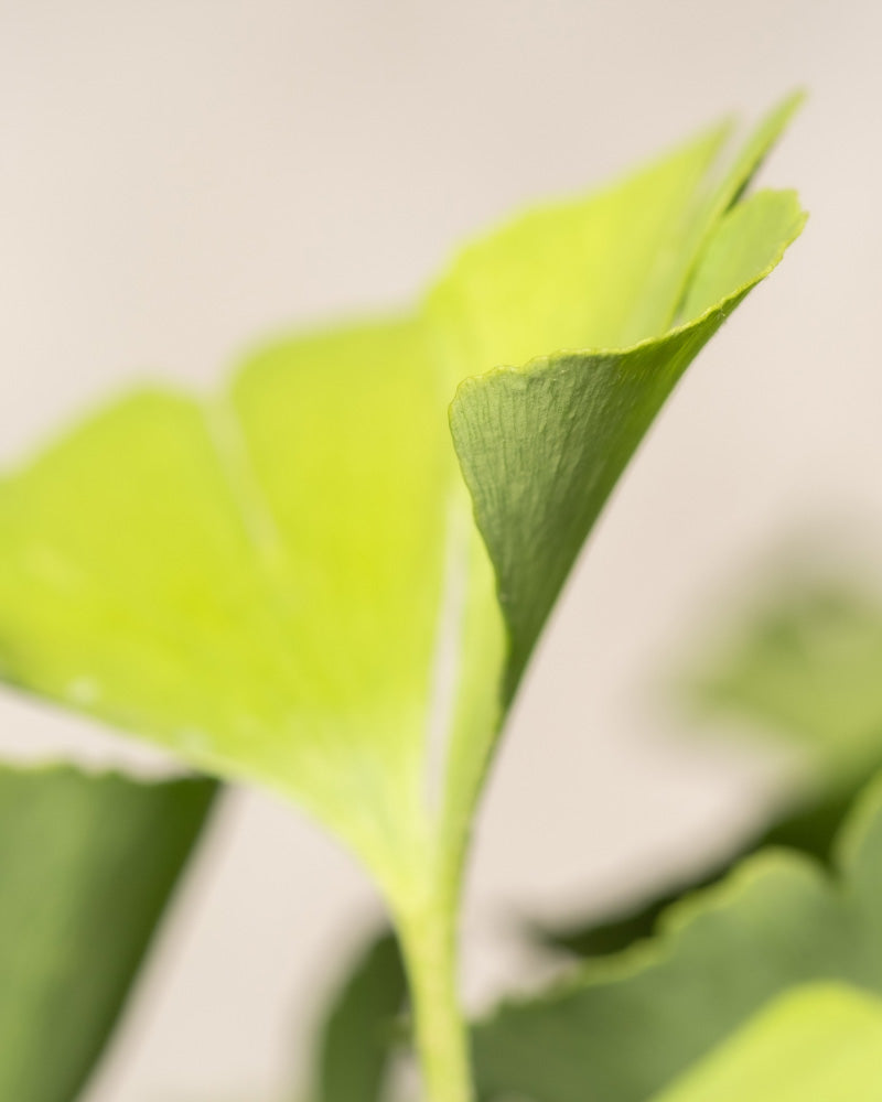 Nahaufnahme von frischen grünen Ginkgoblättern mit ihrer charakteristischen Fächerform. Der Hintergrund ist unscharf, wodurch die Details und die Textur des Blattwerks dieser pflegeleichten Pflanze hervorgehoben werden.