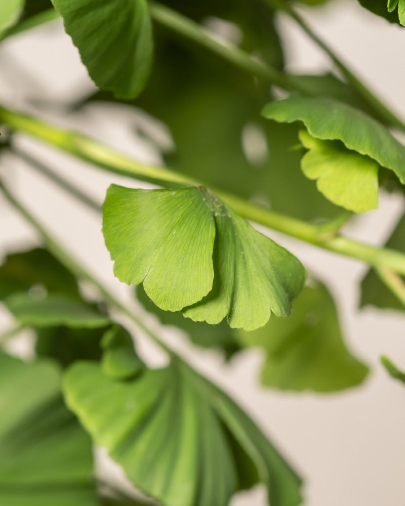 Nahaufnahme mehrerer grüner Ginkgoblätter vor hellem Hintergrund. Die fächerförmigen Blätter, auch Entenfußbaum genannt, weisen deutliche Adern und gemischte Winkel auf, einige überlappen sich und andere sind einzeln angeordnet. Die Gesamtstimmung ist frisch und natürlich und fängt die pflegeleichte Schönheit dieser Pflanze ein.