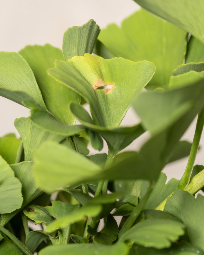 Nahaufnahme von grünen Ginkgo-Biloba-Blättern mit einem sichtbaren braunen Fleck auf einem der Blätter. Das für den Ginkgo typische fächerförmige Laub ist dicht beieinander und weist einzigartige Adernmuster auf. Der Hintergrund ist leicht verschwommen, sodass der Fokus auf der pflegeleichten Pflanze liegt.