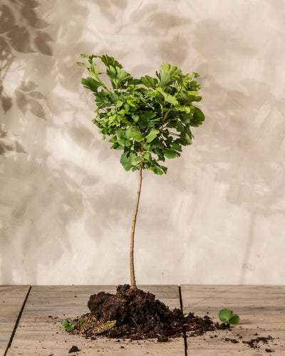 Eine junge Topfpflanze, die als Ginkgo identifiziert wurde, mit einem schlanken Stamm und üppigen grünen Blättern steht auf einer Holzfläche, um deren Fuß Erde verstreut ist. Der Hintergrund ist neutral mit Schatten von Blättern 