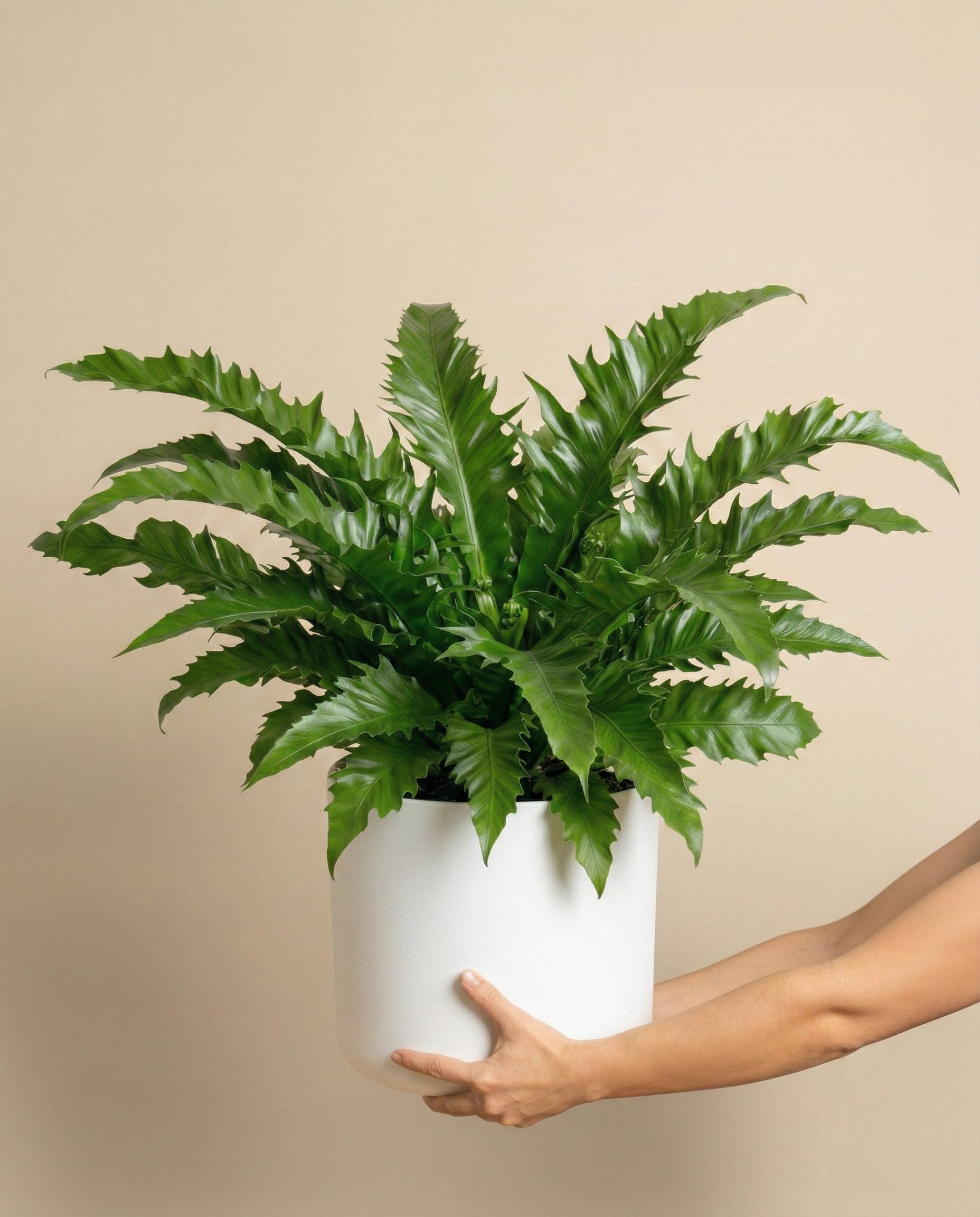 Eine Person hält einen weißen Topf mit einem üppigen Nestfarn 'Gioia' mit langen, gewellten Blättern vor einem einfarbig beigen Hintergrund in den Händen.
