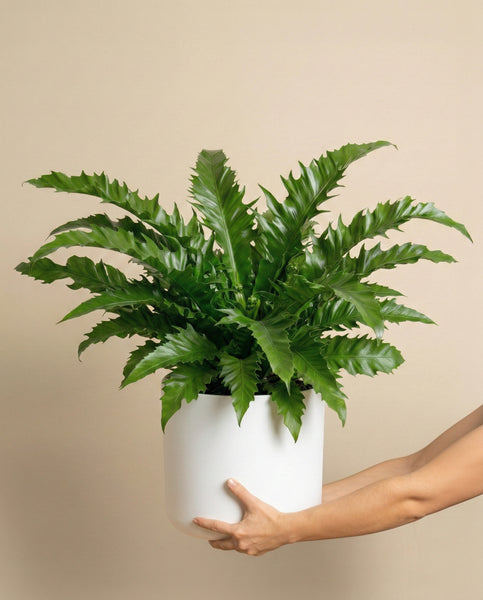 Eine Person hält einen weißen Topf mit einem üppigen Nestfarn 'Gioia' mit langen, gewellten Blättern vor einem einfarbig beigen Hintergrund in den Händen.