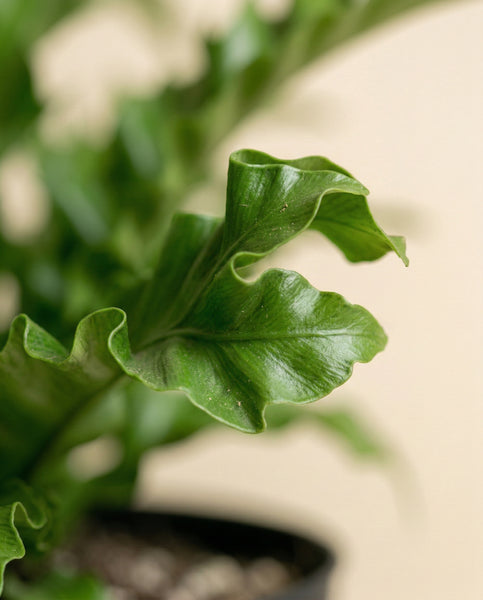 Eine Nahaufnahme eines sattgrünen Nestfarn 'Gioia' Blattes mit gewellten Rändern und detaillierter Textur. Der sanft verschwommene Hintergrund hebt die leuchtende Farbe und die markante Form der Pflanze hervor.