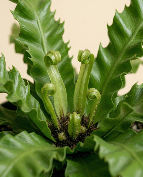 Nahaufnahme von Nestfarn 'Gioia' mit leuchtend grünen, gewellten Blättern und mehreren neuen Wedeln, die sich aus der Mitte heraus entfalten, vor einem neutralen Hintergrund.
