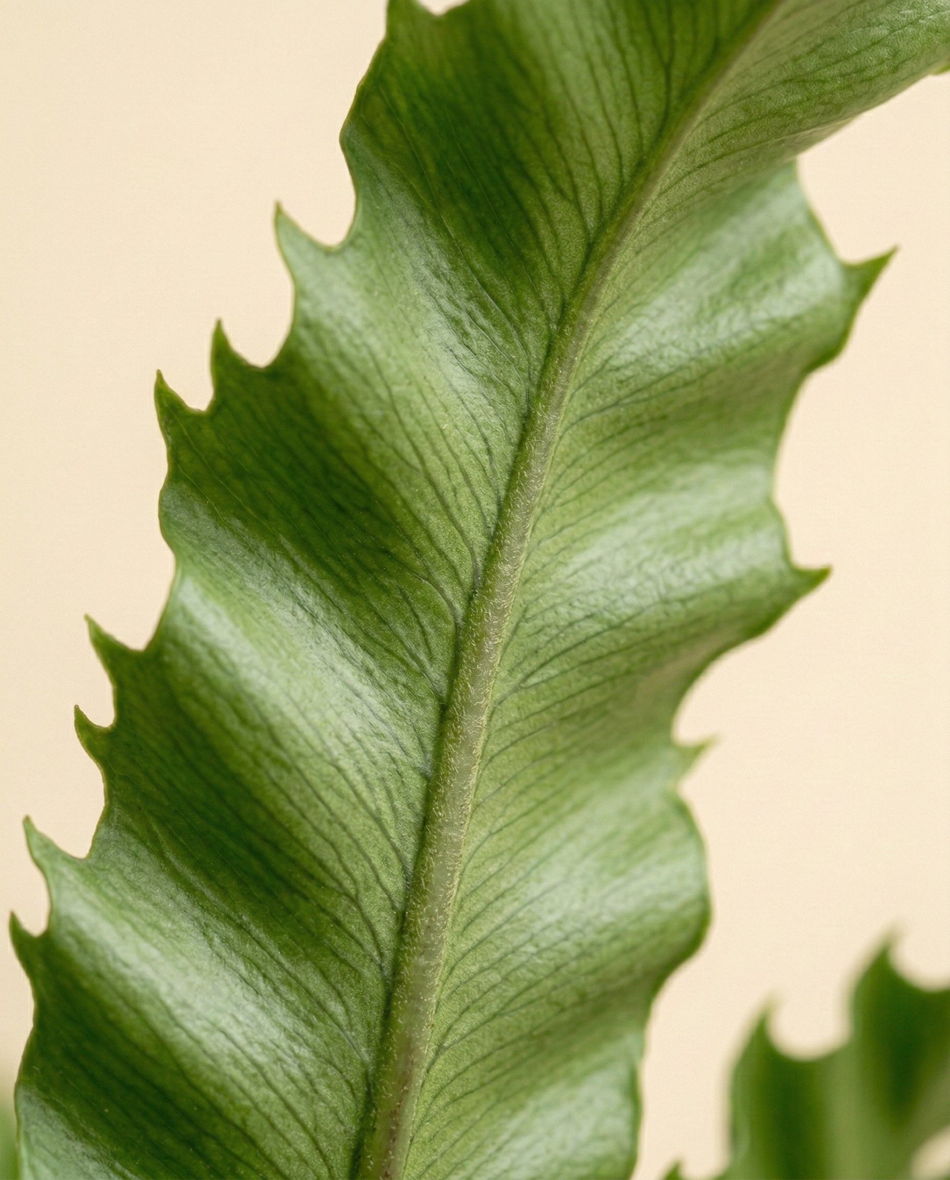 Nahaufnahme eines grünen Blattes von Nestfarn 'Gioia' mit gewellten, gezackten Rändern und ausgeprägten Adern vor einem einfarbigen hellbeigen Hintergrund.