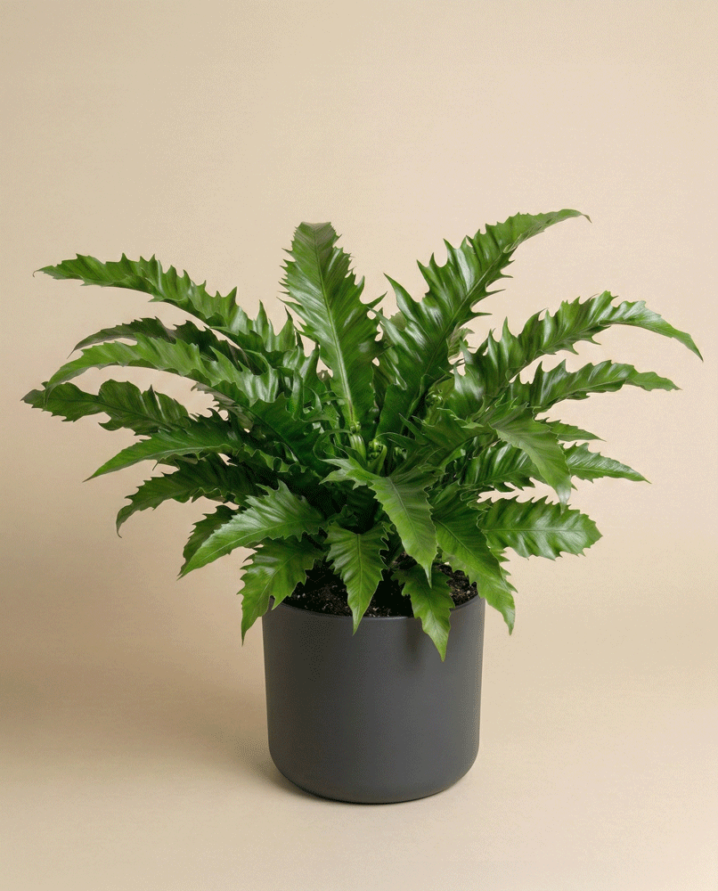 Ein leuchtend grüner Nestfarn 'Gioia' mit gewellten Blättern sitzt in einem matten dunkelgrauen Topf vor einem schlichten beigen Hintergrund.