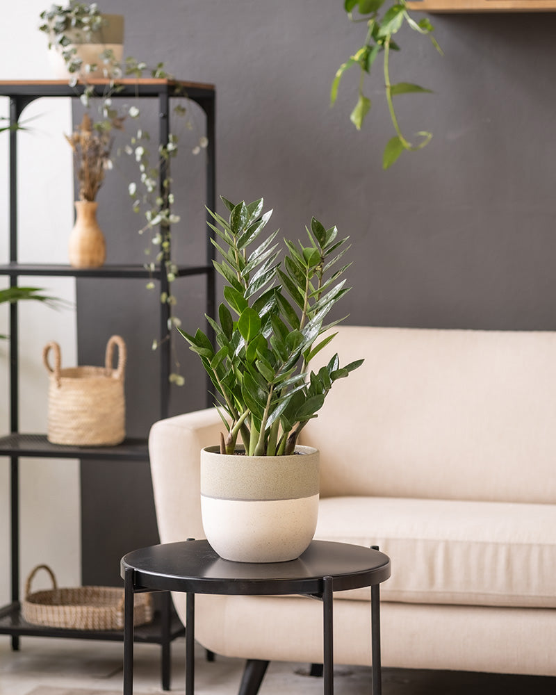 Eine Topfpflanze mit glänzenden, grünen Blättern steht auf einem runden, schwarzen Beistelltisch in einem modernen Wohnzimmer. Hinter dem Tisch befinden sich ein beiges Sofa und ein schwarzes Regal, das mit verschiedenen Dekoartikeln geschmückt ist. Von der Decke hängt eine weitere Blattpflanze in einem wunderschön gearbeiteten Keramik-Topfset „Variado“ (2 × 18, 2 × 14).