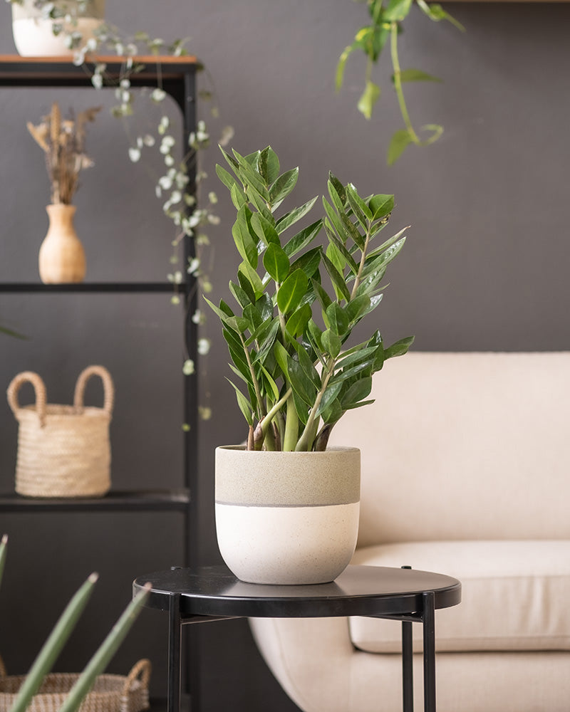 Nahaufnahme einer grünen ZZ-Pflanze in einem handgefertigten beige-weißen Keramik-Topfset 'Variado' (2 × 18, 7) auf einem kleinen schwarzen Tisch. Im Hintergrund sind ein Weidenkorb, ein weißes Sofa, eine Holzvase mit Trockenblumen und schwarze Regale mit hängenden Zimmerpflanzen zu sehen, alles vor einer dunkelgrauen Wand.
