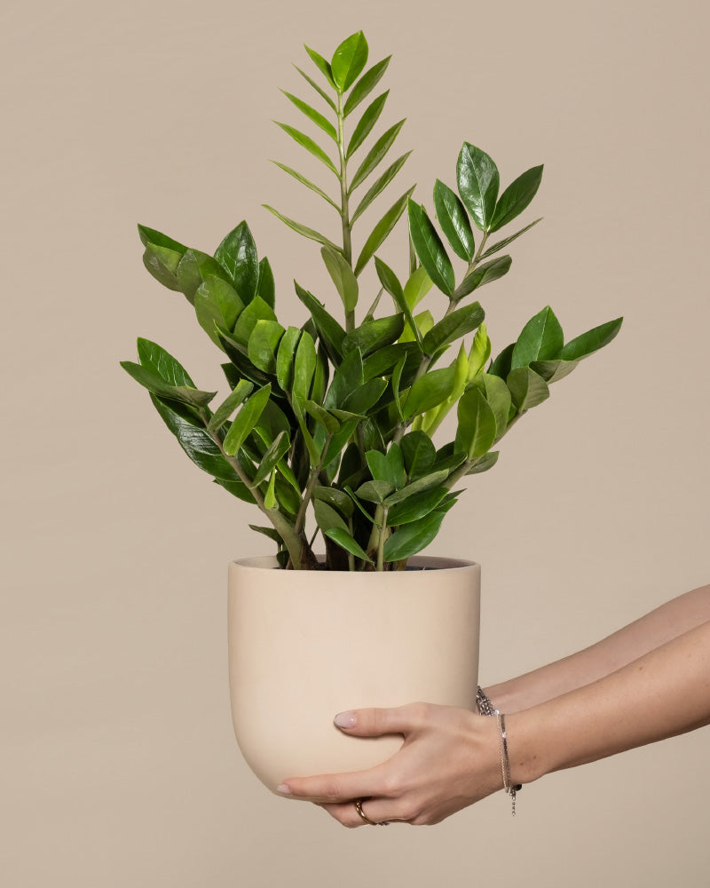 Eine Person hält einen beigen Topf mit einer gesunden Glücksfeder (Zamioculcas zamiifolia) mit glänzend grünen Blättern vor einem einfarbig beigen Hintergrund.