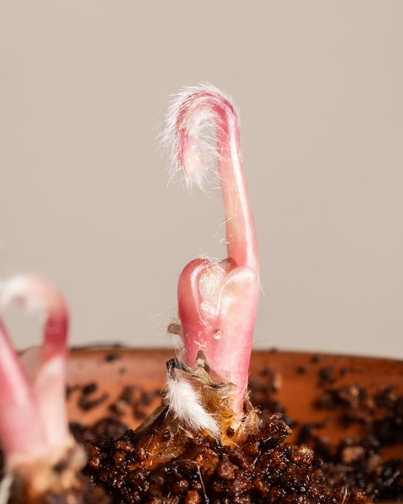 Ein rosa Spross, bedeckt mit winzigen weißen Härchen, sprießt aus brauner Erde in einem Tontöpfchen, ein weiterer lugt links hervor. Vor einem neutralen beigen Hintergrund hebt diese Nahaufnahme von Glücksklee den zarten Tanz der Natur hervor.