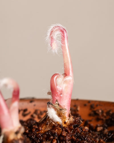 Ein rosa Spross, bedeckt mit winzigen weißen Härchen, sprießt aus brauner Erde in einem Tontöpfchen, ein weiterer lugt links hervor. Vor einem neutralen beigen Hintergrund hebt diese Nahaufnahme von Glücksklee den zarten Tanz der Natur hervor.