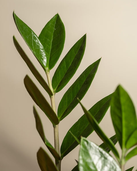 Nahaufnahme eines grünen Glücksfeder-Stängels (Zamioculcas zamiifolia) mit glänzenden, ovalen Blättern, die abwechselnd angeordnet sind. Der Hintergrund ist in einem sanften, neutralen Beigeton gehalten, der das leuchtend grüne Laub der Pflanze betont.