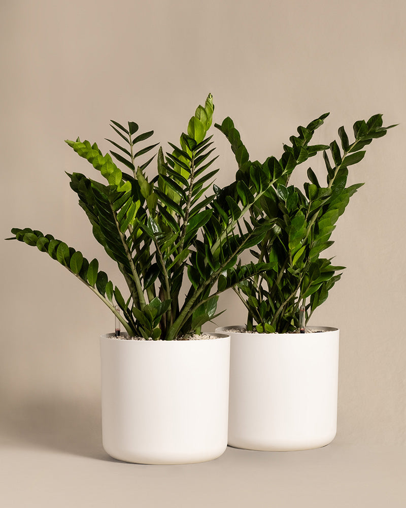 Glücksfeder Duo XL