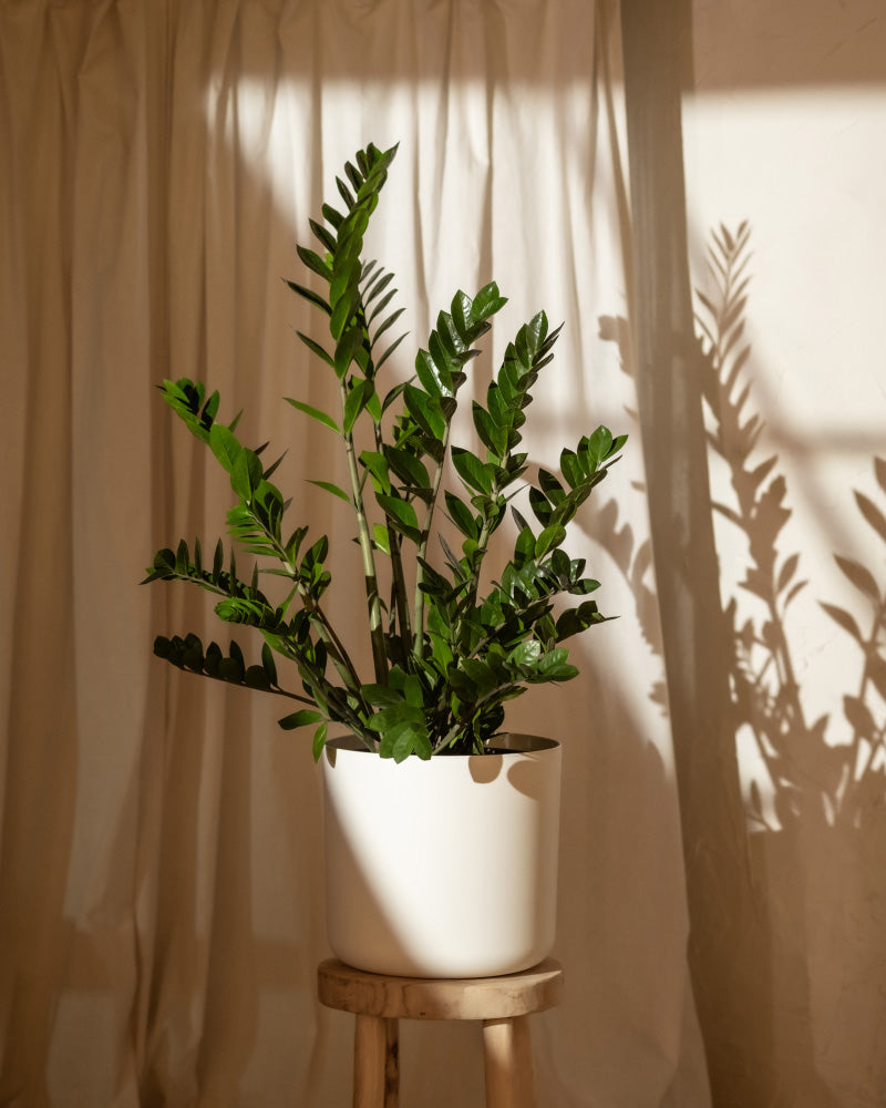 Eine grüne Glücksfeder XL in einem weißen Topf steht auf einem Holzhocker vor beigen Vorhängen. Sonnenlicht fällt ein und wirft Schatten der Pflanze und ihrer Blätter auf die Vorhänge, wodurch eine ruhige und natürliche Atmosphäre entsteht.