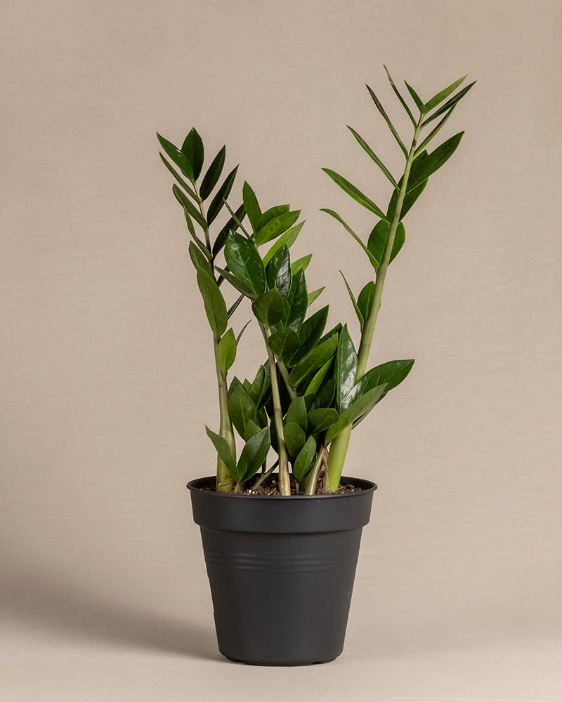 Eine Glücksfeder, auch Zamioculcas zamiifolia oder Eternity Plant genannt, ist in einem schwarzen Topf gepflanzt. Die Pflanze hat glänzende, dunkelgrüne Blätter und kräftige, aufrechte Stiele. 