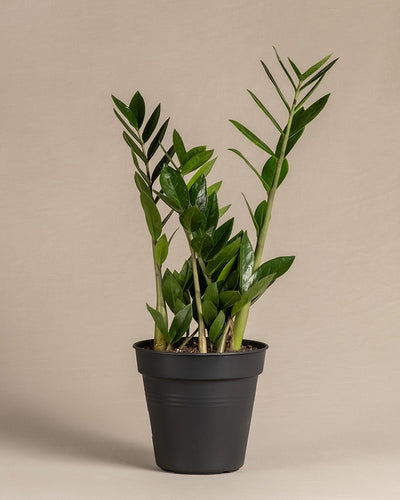 Eine Glücksfeder, auch Zamioculcas zamiifolia oder Eternity Plant genannt, ist in einem schwarzen Topf gepflanzt. Die Pflanze hat glänzende, dunkelgrüne Blätter und kräftige, aufrechte Stiele. 