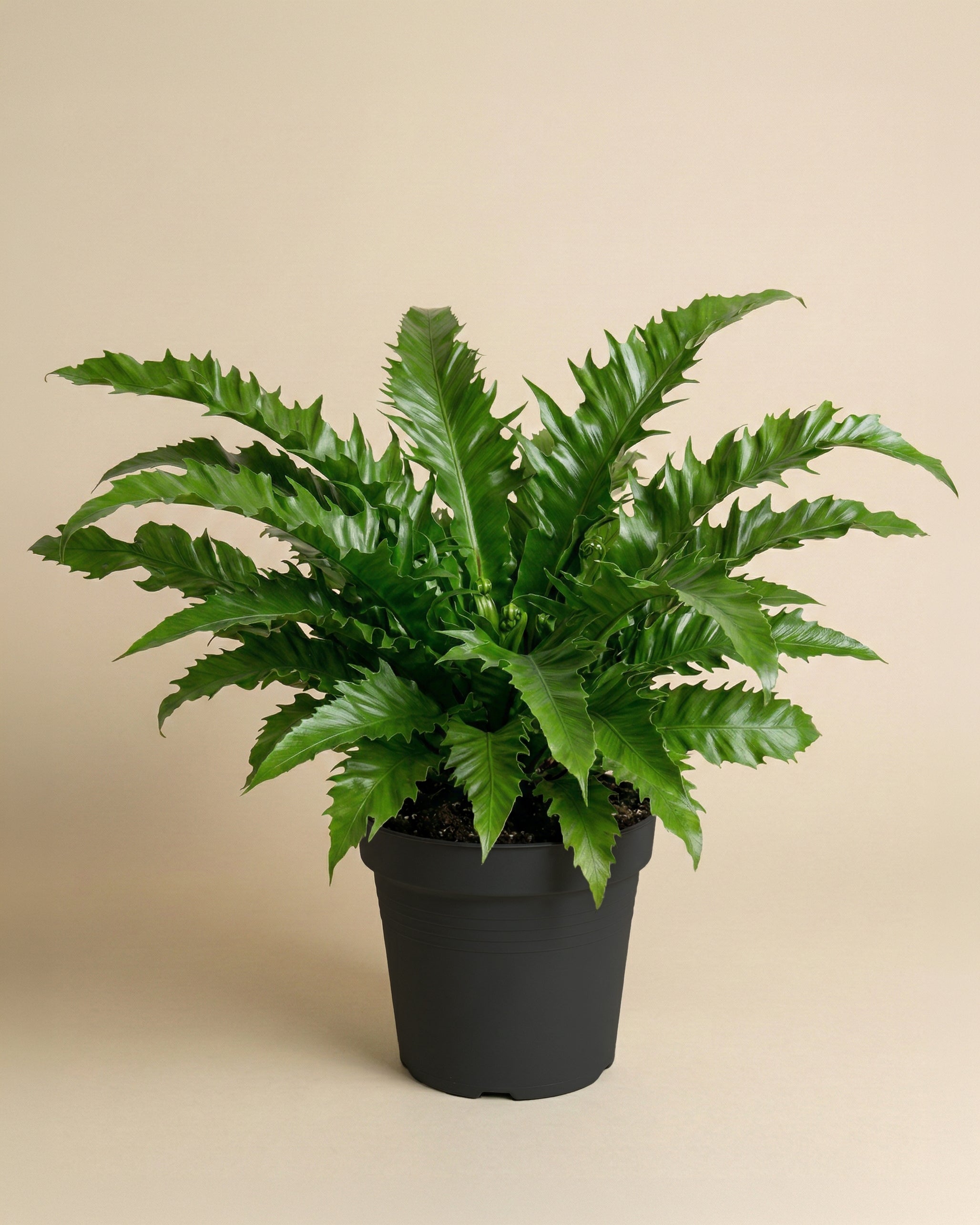 Eine Nestfarn 'Gioia' mit langen, gewellten grünen Blättern in einem schwarzen Plastiktopf steht vor einem einfarbig beigen Hintergrund.