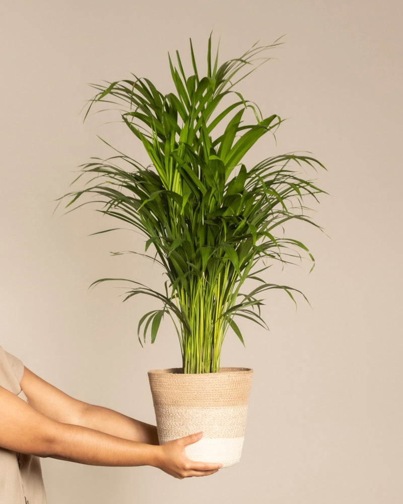 Eine Person hält eine Goldfruchtpalme, bekannt für ihre langen, schlanken Blätter. Diese pflegeleichte Palme wird in einem beigefarbenen Topf geliefert und steht vor einem hellbeigen Hintergrund – ein tropisches Paradies für jeden Raum.