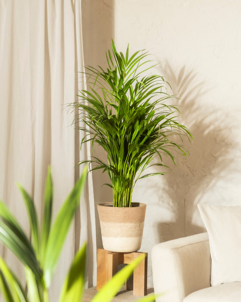 Eine üppige Goldfruchtpalme auf einem Holzständer verleiht Ihrem hellen, minimalistischen Wohnzimmer mit weißer Strukturwand, cremefarbenen Vorhängen und hellem Sofa eine tropische, pflegeleichte Atmosphäre – perfekt für ein grünes Paradies zu Hause.