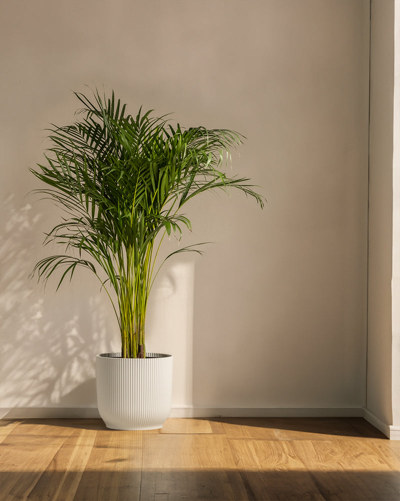 Goldfruchtpalme XL in einem weissen vibes Topf in einem Wohnzimmer