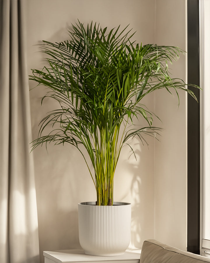 Riesen Zimmer Palme fashion Goldfruchtpalme Dypsis lutescens XXL Top