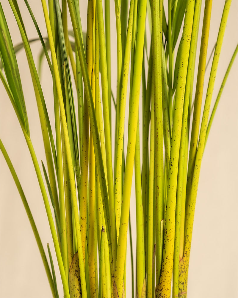 Nahaufnahme der Stängel einer Goldfruchtpalme XXL.
