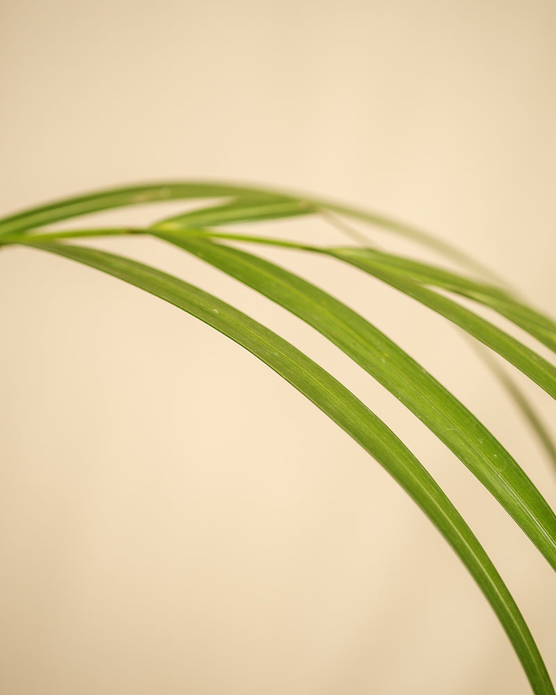 Detailaufnahme der Blätter einer Goldfruchtpalme.