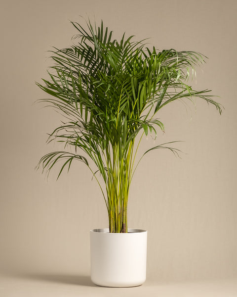 Goldfruchtpalme XL in einem weissen Soft-Topf
